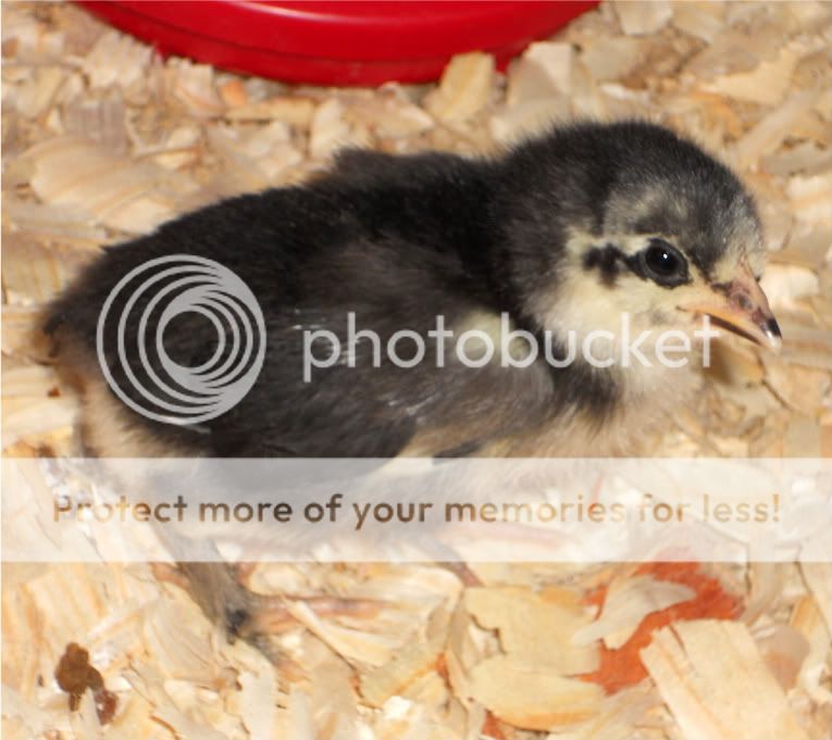 cainchicks015-1.jpg