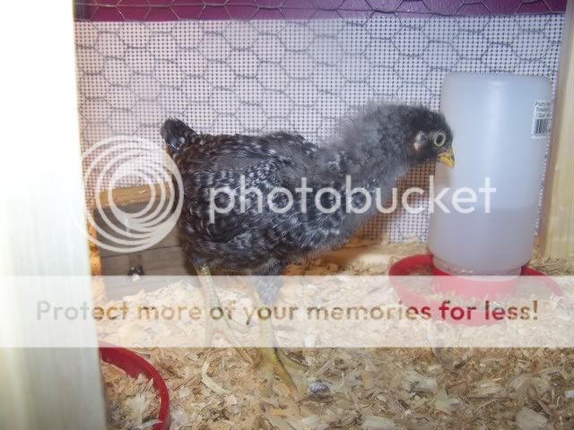 Orderhatched018.jpg