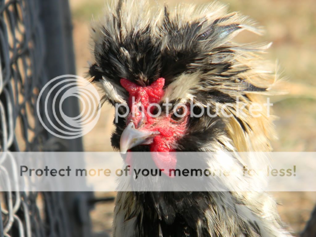 ChickPicks3401.jpg