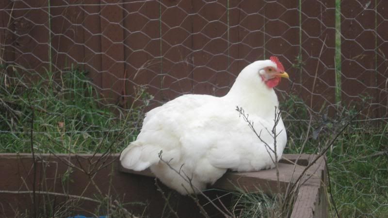 IMG_2672.jpg