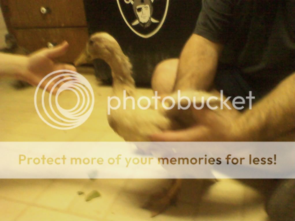 ducks5.jpg