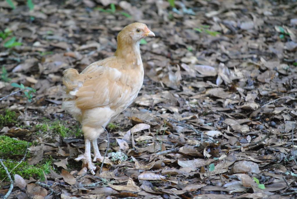 morechickens013.jpg