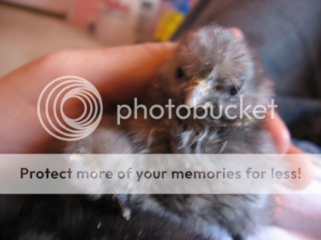 morechicks048.jpg