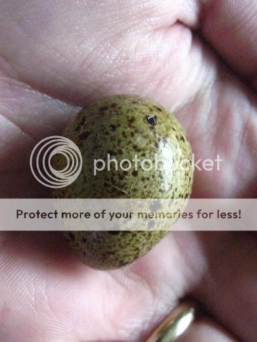 firsteggof2009golden.jpg