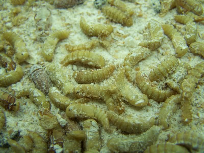 MealwormPupae.jpg
