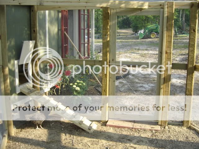 chickschickenscoopflowers146.jpg