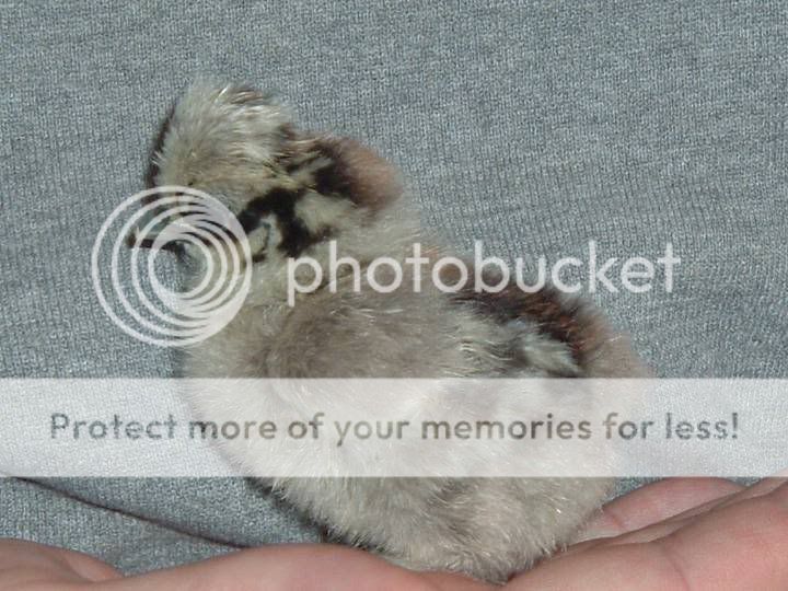 chick723Dec07.jpg