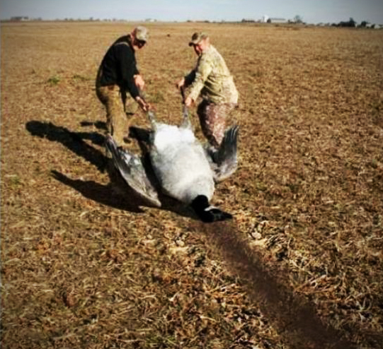 something-funny-about-this-goose.jpg