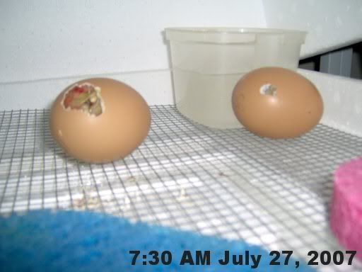 hatchingchicks0071.jpg