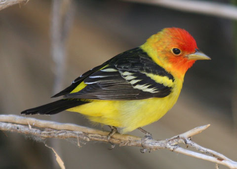 Male,%20Morongo%204-06b.jpg