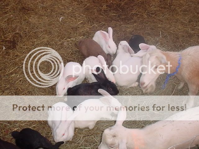 rabbits.jpg