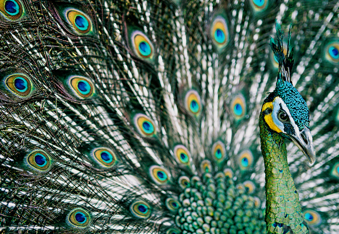 Green_Peafowl%2C_Hanoi.jpg