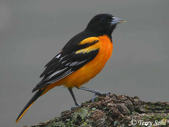 baltimore_oriole_male.jpg