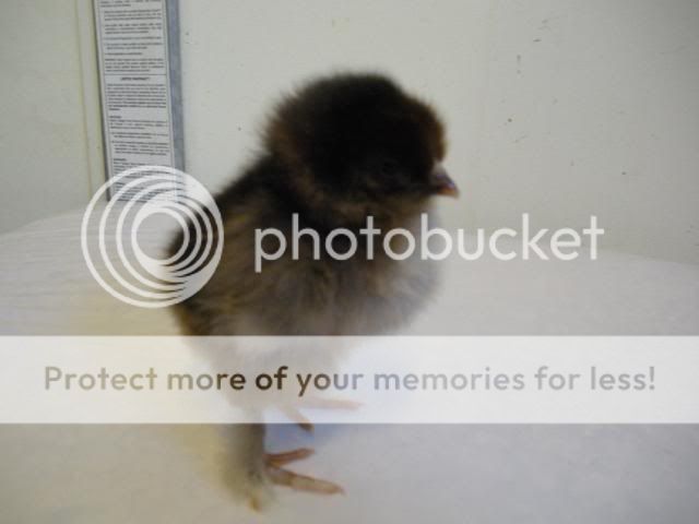 hatcherysurprisedayone282.jpg