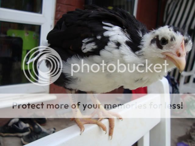 DSC00911.jpg