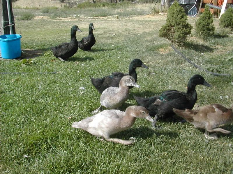 Waterfowl.jpg