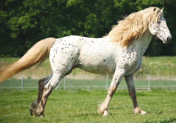 Stallion.jpg