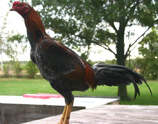 ThaiSpecColor1.jpg