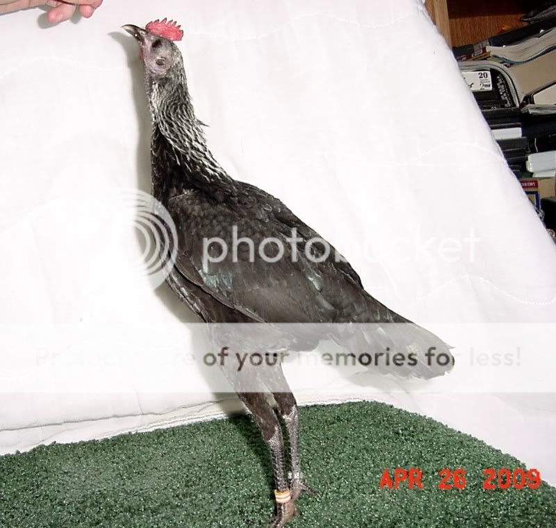 bmgpullet7.jpg