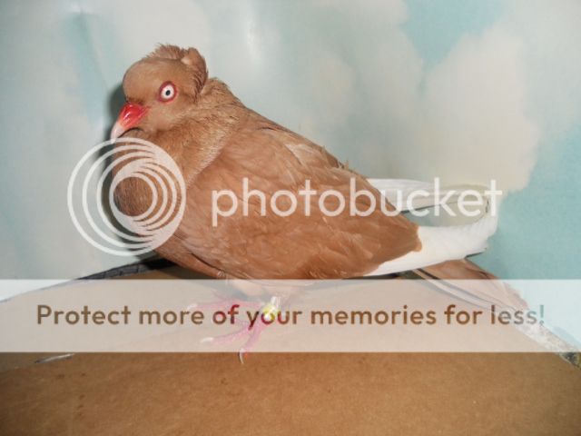 6f3bccfd76241e8932d4c3657d532e44.jpg