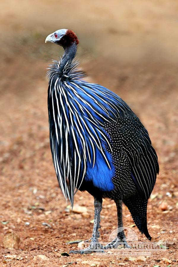 vulturineguinea.jpg