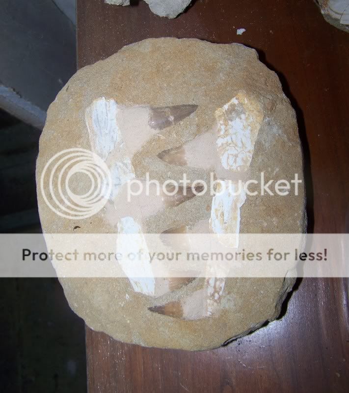 fossils17.jpg