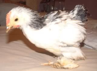 CochinChicks5Weeks008.jpg