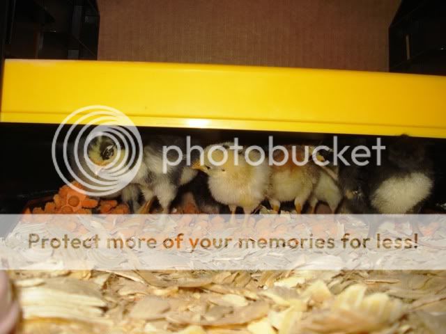 chicks012.jpg