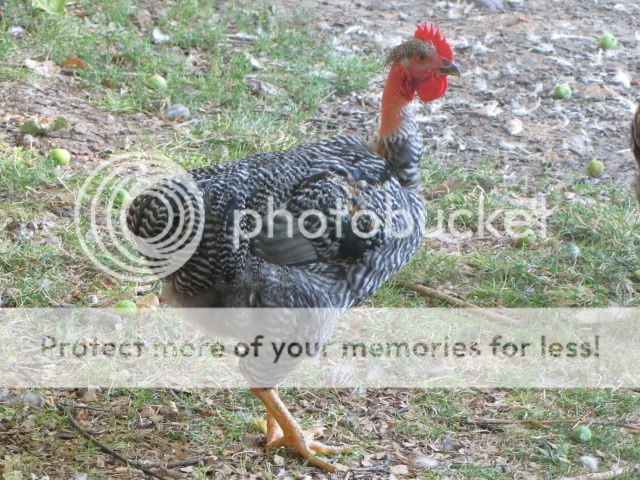 IMG_0051.jpg