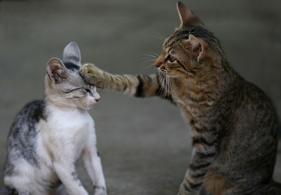 cat-3737295_960_720.jpg