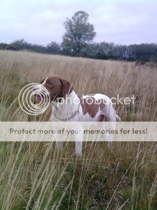 walkingthedog240.jpg