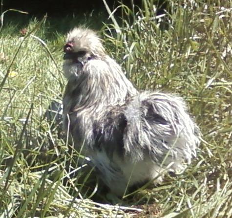 900x900px-LL-30b183ef_splashrooster1.jpeg