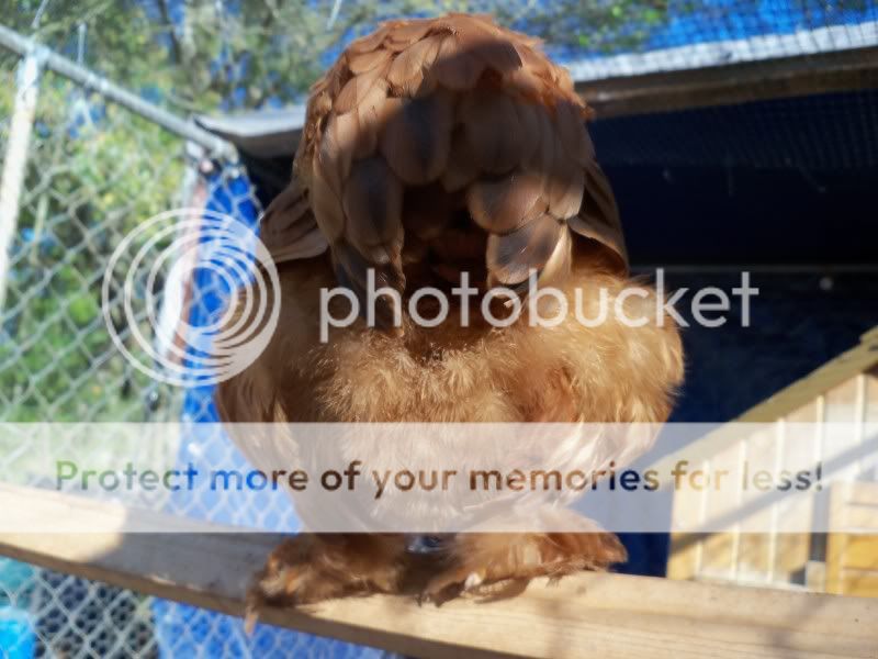 barnyard047.jpg