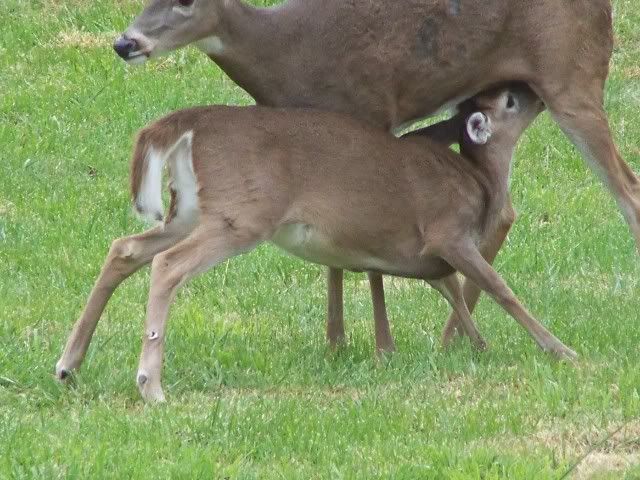 deer030.jpg