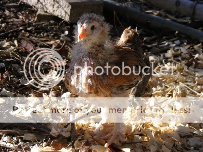 chicks102109014.jpg