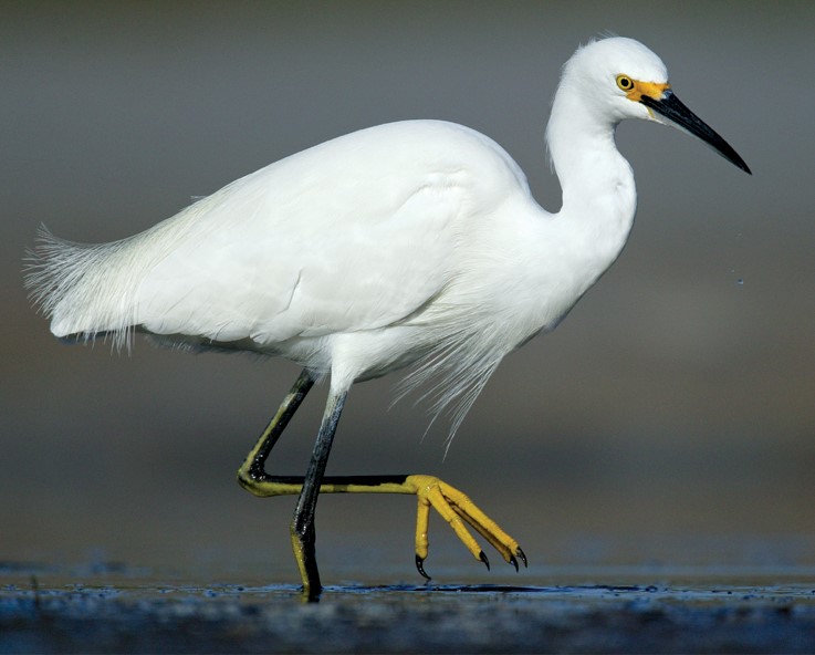 Snowy-Egret-by-Arthur-Morris.jpg