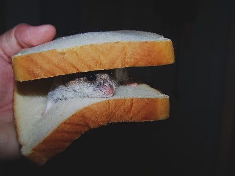 HammySammie1.jpg