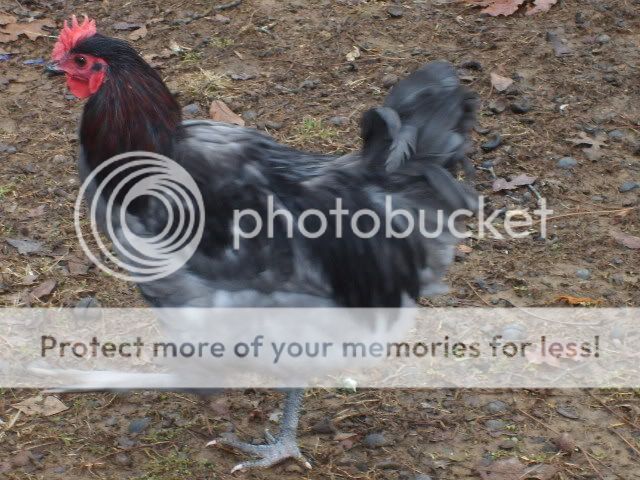 1-21-10flock018.jpg