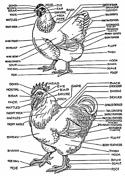 chickenantomyoutside.gif