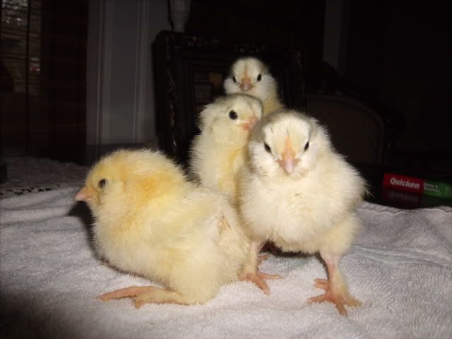 Chicks016.jpg