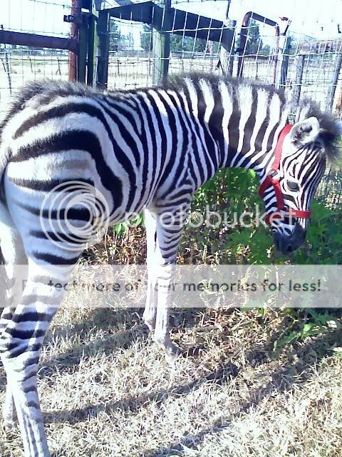 zebrafoal.jpg