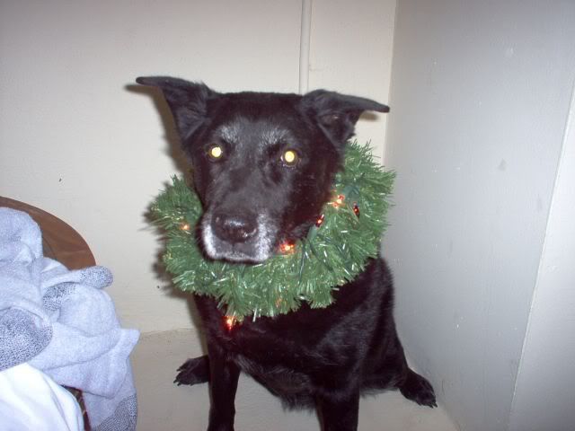 chirstmasbear.jpg