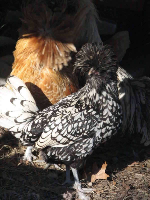 jaydenlucianchickens110.jpg