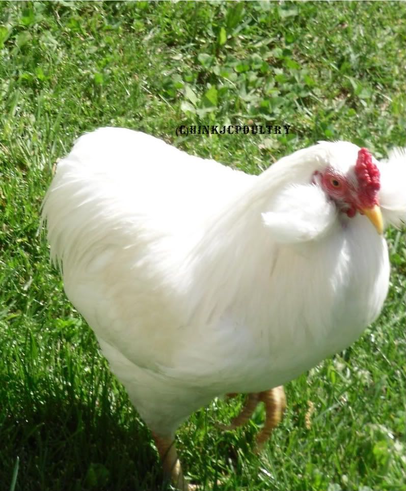freerangearaucana012.jpg