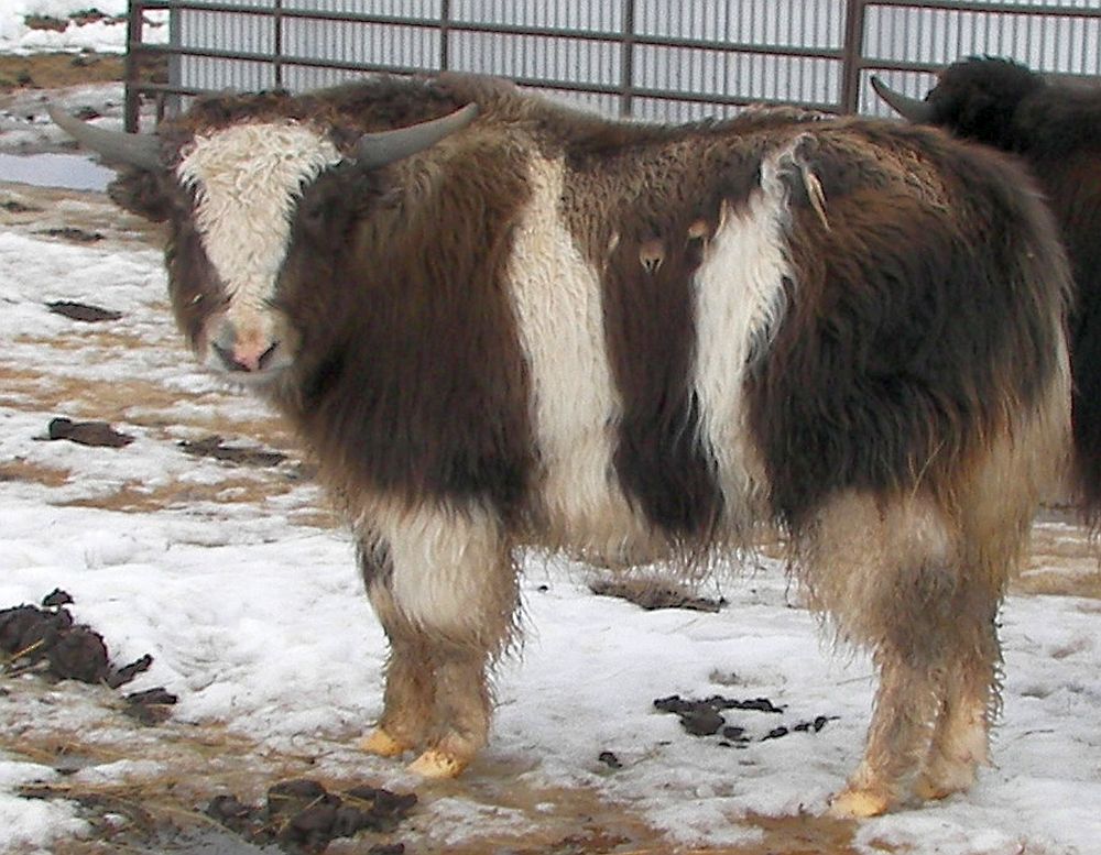 PicYakBrownWhite01-1000.jpg