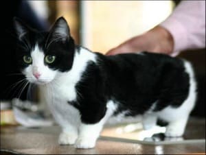 munchkin-cat7.jpg