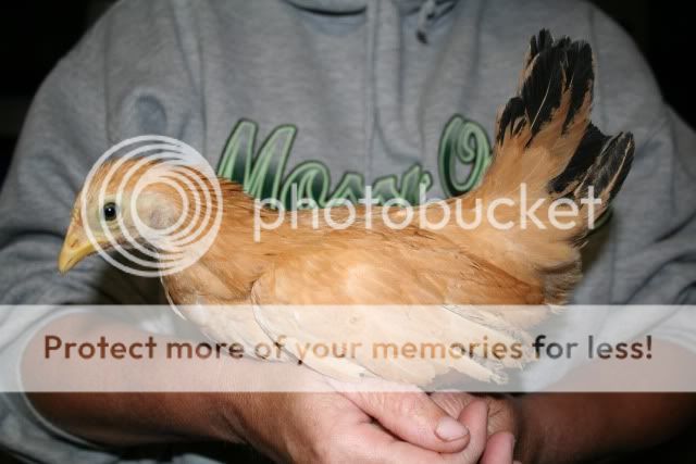 idontknowchick1.jpg