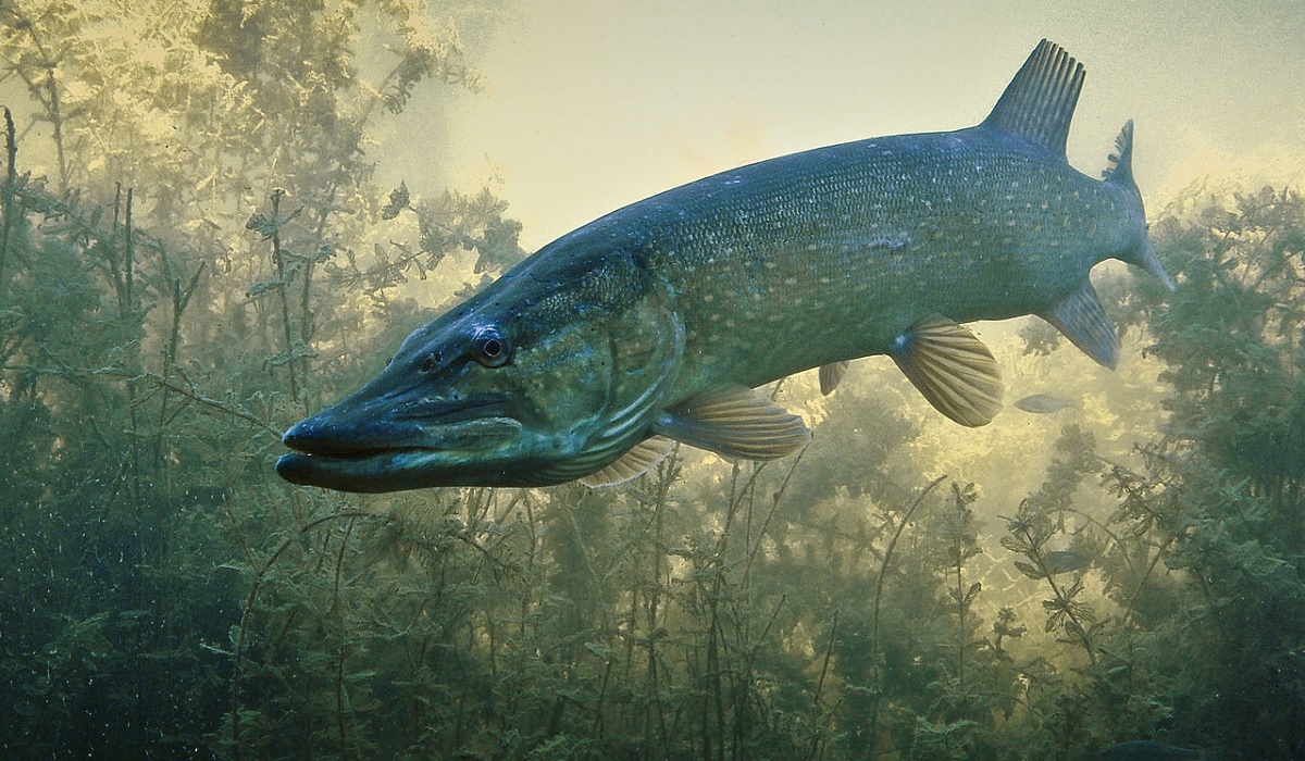 NorthernPike.jpg