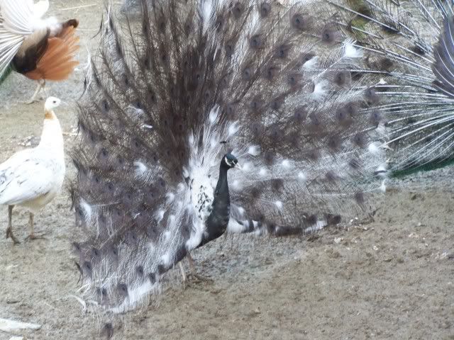 peafowl024.jpg