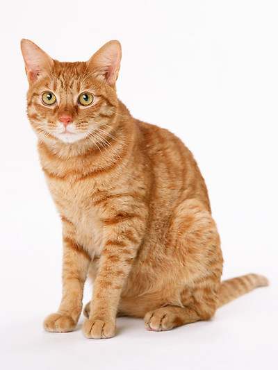 orange-cat.jpg